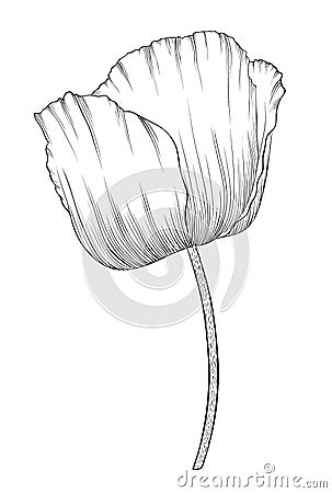 Beautiful monochrome black and white poppy in a hand-drawn graphic style in vintage colors isolated on background. Vector Illustration
