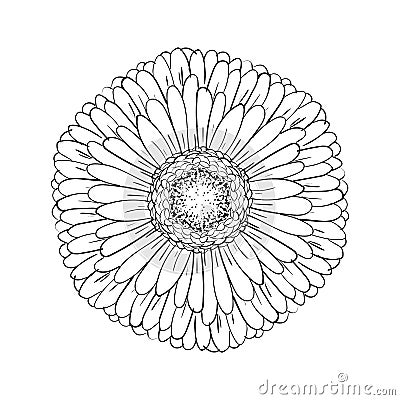 Beautiful monochrome gerbera isolated on white background. for greeting cards, wedding invitations, birthday, Valentine`s Day, Cartoon Illustration