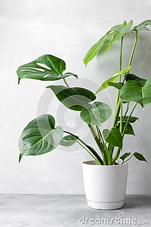 Beautiful Monstera or Swiss Cheese plant in a white pot on a gray concrete background Stock Photo