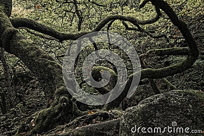Beautiful moody dramatic spoky landscape image in woodland countryside Stock Photo
