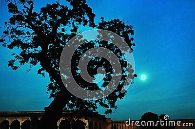 A beautiful moonshine against the silhouette of the iconic Mughal architecture and a tall old tree in the foreground. Stock Photo