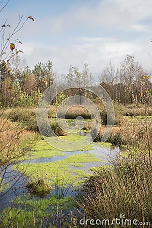 Beautiful moor landscape Stock Photo