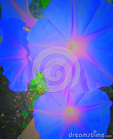 Beautiful Morning Glory Flower Bouquet Blossoms Stock Photo