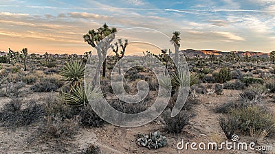 A beautiful morning in the Joshua Tree Nationalpark Stock Photo