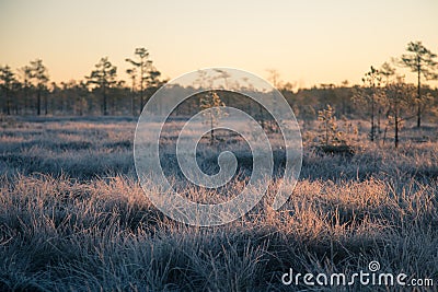 A beautiful morning landscape in a frozen swamp. Bright, colorful sunrise in frozen wetlands. Stock Photo