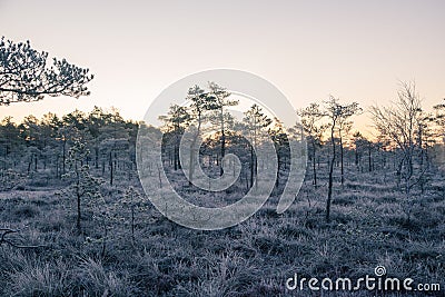 A beautiful morning landscape in a frozen swamp. Bright, colorful sunrise in frozen wetlands. Stock Photo