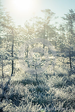 A beautiful morning landscape in a frozen swamp. Bright, colorful sunrise in frozen wetlands. Stock Photo