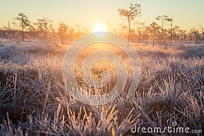 Beautiful morning landscape with a rising sun. Colorful scenery of a frozen wetlands in autumn. First frost in nature. Stock Photo