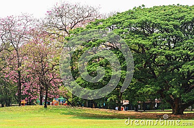 Beautiful morning light in public park Stock Photo