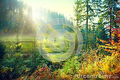 Beautiful morning misty old forest and meadow in countryside Stock Photo