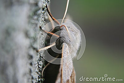 Beautiful moth sitting on a tree. Stock Photo