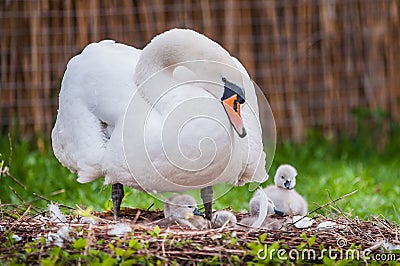 beautiful Mother swan and little swans Stock Photo