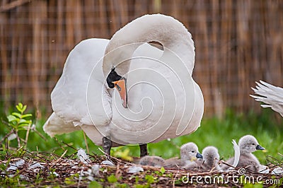 Beautiful Mother swan and little swans Stock Photo