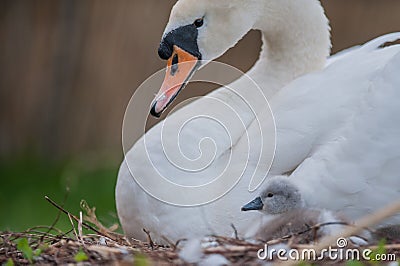 Beautiful Mother swan and little swans Stock Photo