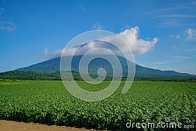 The beautiful Mount Yotei with vegtable farm Stock Photo