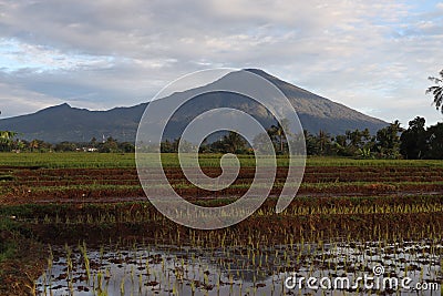 A beautiful mountain, along with fresh rice paddies in a rice field Stock Photo