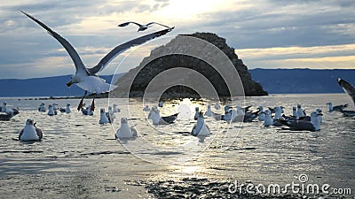 Beautiful Mountain Baikal Lake. Sunset over the mountain peaks and flying graceful gulls Stock Photo