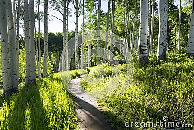 Beautiful Mountain Hiking Trail Through Aspen Trees of Vail Colorado Stock Photo