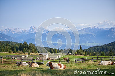 Beautiful Mountain Landscape in the Alps. Cows on Fields and Dolomites Stock Photo