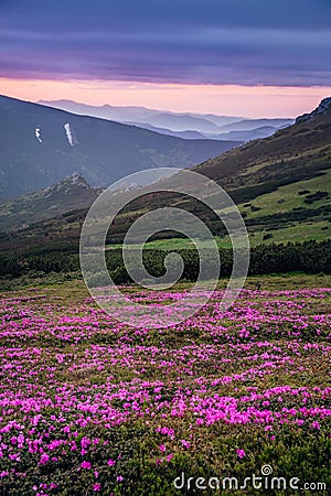 Beautiful mountain landscape with blossoming pink meadows of rho Stock Photo