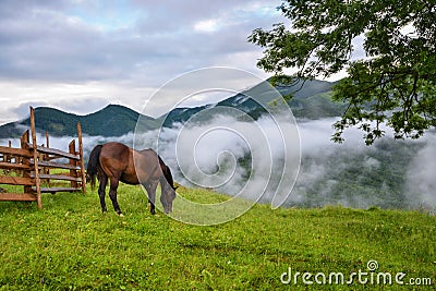 Beautiful mountain landscape with a horse. Foggy morning after the rain Stock Photo