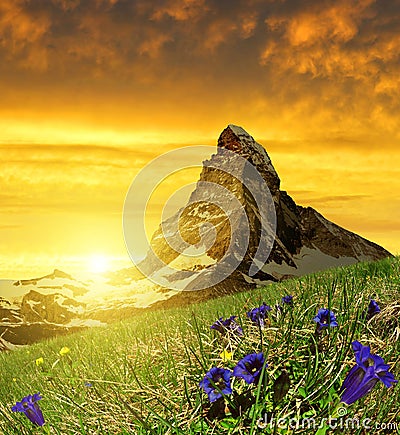 Beautiful mountain Matterhorn in the foreground blooming gentian at sunset Stock Photo