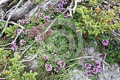 The beautiful mountain wild thyme growing from the rock Stock Photo