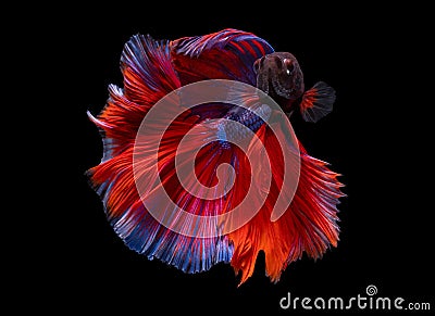 Beautiful moving moment of red blue Half Moon. Betta Splendens or Siamese Fighting Fish isolated on black background. Stock Photo