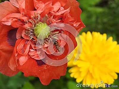 Hoverfly visiting a poppy Stock Photo