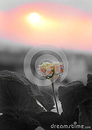 Beautiful Multicolor Lantana camara flower with selective color filter and black white leaves in the sunset Stock Photo