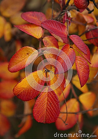 Beautiful multicolor red with orange autumn rosehip leaves Stock Photo