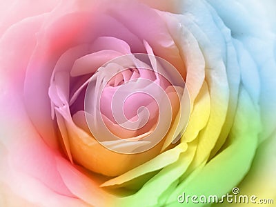 beautiful multicolor rose Stock Photo