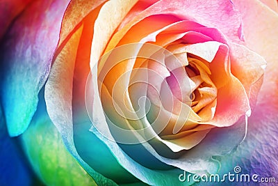 Beautiful multicolor roses flower. Stock Photo