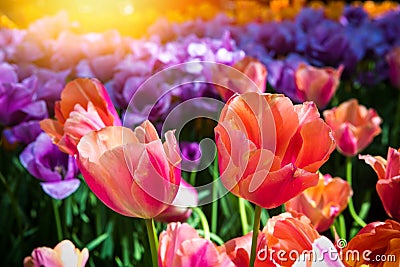 Beautiful multicolor tulips, close up Stock Photo