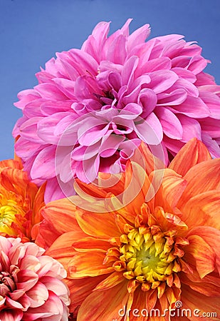 Beautiful Multicolored Dahlias Stock Photo