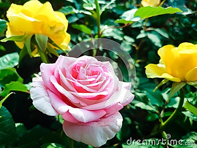 Beautiful multicolored mini rose in flower pots. Stock Photo