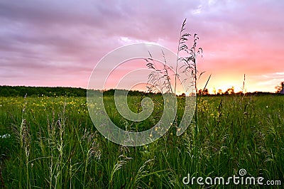 Beautiful multicolored sky over a field in the village. Summer sunset. Tall grass in the foreground. Stock Photo