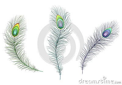 Beautiful multicolored sparkling peacock feathers. Green, blue and purple carnival peacock feather Vector Illustration