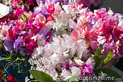 Beautiful multicolored sweet peas flowers Stock Photo