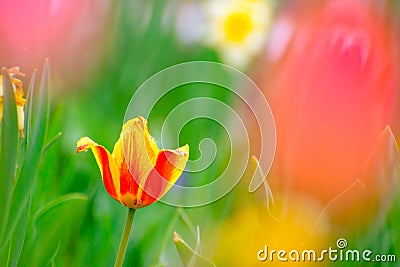 Beautiful Multicolored Tulip Flower in Bright Spring Field Stock Photo