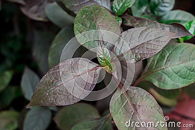 Beautiful multicoloured green leaves background Stock Photo