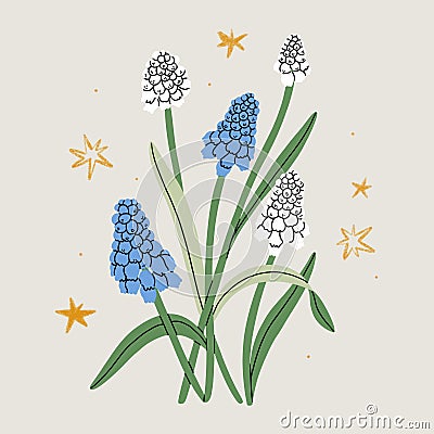 Beautiful muscari spring flowers illustration Cartoon Illustration