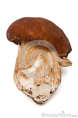 Beautiful mushroom Stock Photo