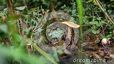 Beautiful mushroom alone Stock Photo