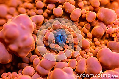 Beautiful mushroom lps coral in coral reef aquarium tank. Stock Photo