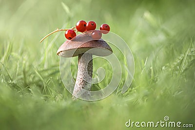 Beautiful mushroom with red berries on a green grass background. Edible delicious mushroom Rough boletus or birch mushroom, Stock Photo