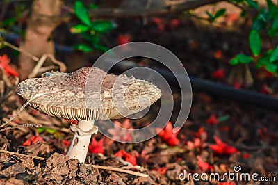 beautiful mushroom and top backgrouund of mushroom,mushrooms Stock Photo