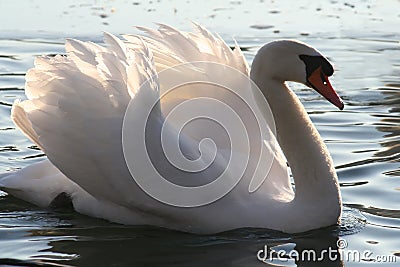 Beautiful mute swan Stock Photo