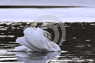 beautiful mute swan displaying courtship behaviour Stock Photo