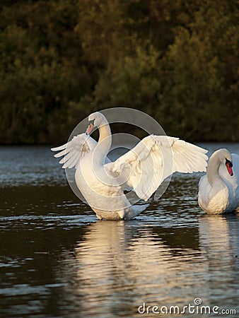 Beautiful Mute Swans Stock Photo